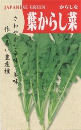 画像: 葉からし菜 小袋（5ml）中原採種場（株）