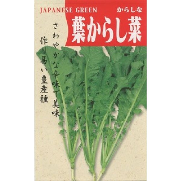 画像1: [葉物]　葉からし菜　20ｍｌ　 (1)