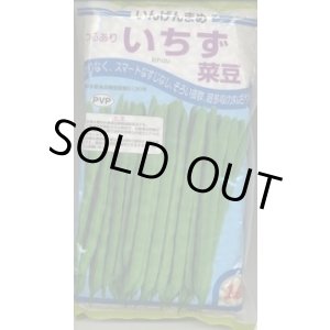 画像: [いんげん]　いちず菜豆　2000粒　カネコ種苗（株）