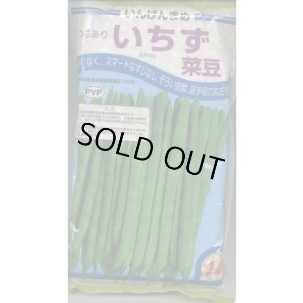 画像1: [いんげん]　いちず菜豆　2000粒　カネコ種苗（株） (1)