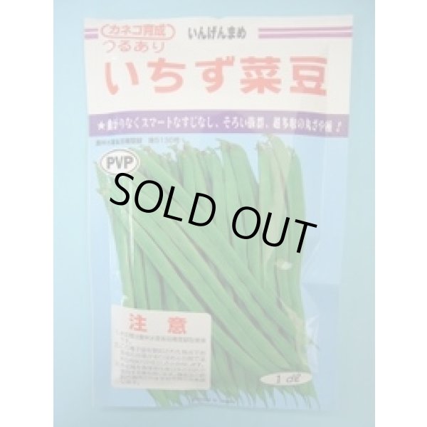 画像1: 送料無料　[いんげん]　いちず菜豆　200粒　カネコ種苗（株） (1)