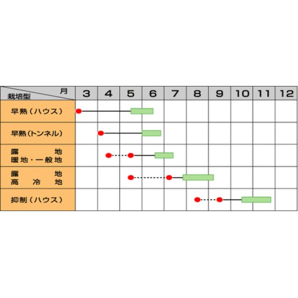 画像2: [いんげん]　インゲン　つるなしジャンビーノ　1dl 　　サカタのタネ（株） (2)