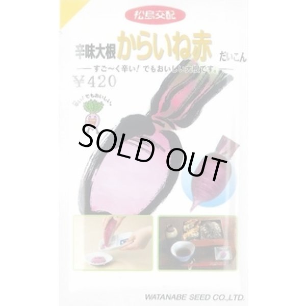 画像1: [大根] 辛味からいね赤 5.4ml (株)渡辺採種場 (1)