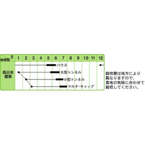 画像3: [スイカ]　小玉スイカ　金竜西瓜　小袋(10粒)　中原採種場（株） (3)