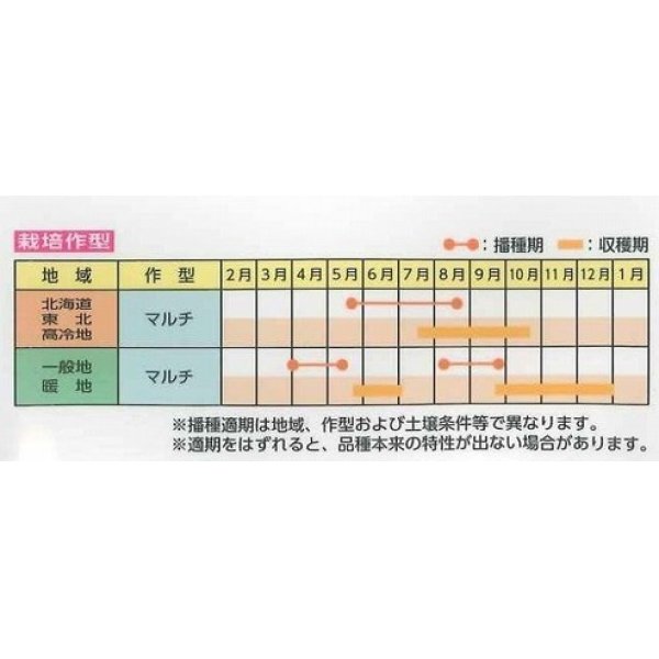 画像2: [大根]　小太りくん　500粒　雪印種苗（株） (2)