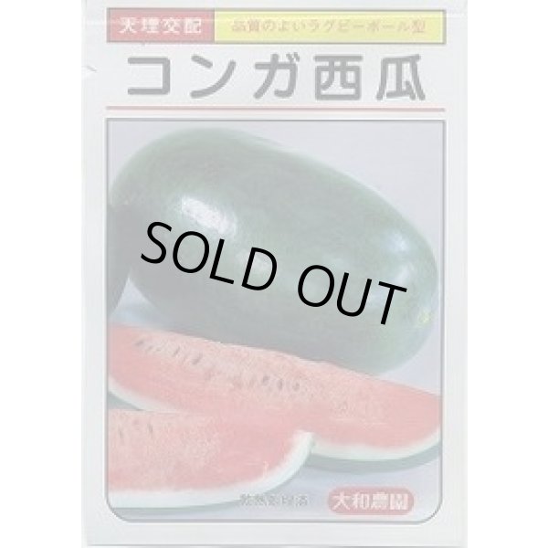 画像1: 送料無料　[スイカ]　中玉スイカ　コンガ西瓜　7粒　（株）大和農園 (1)