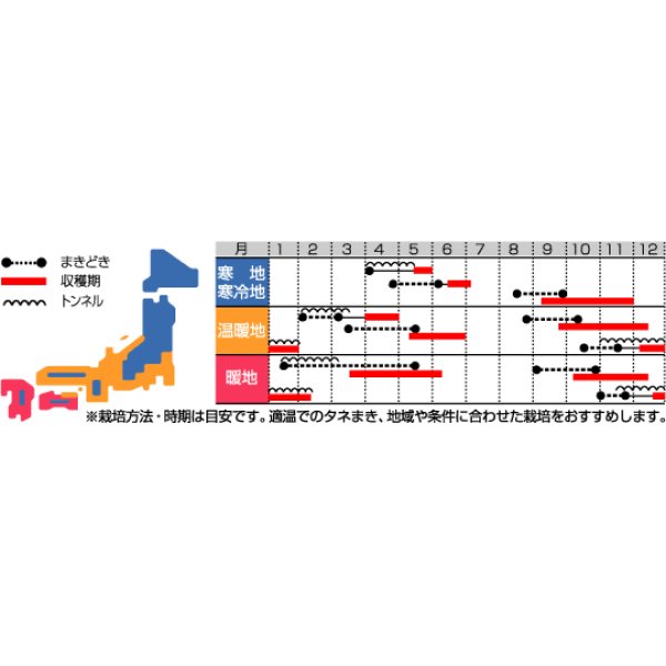 画像2: [大根]　はつかだいこん　紅白　20ｍｌ　サカタ交配　 (2)