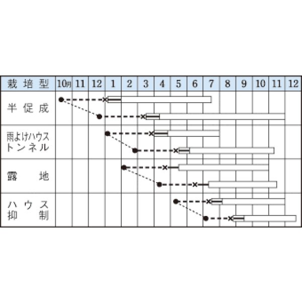 画像3: 送料無料　[ピーマン]　京みどり　65粒　タキイ種苗(株)　DF (3)