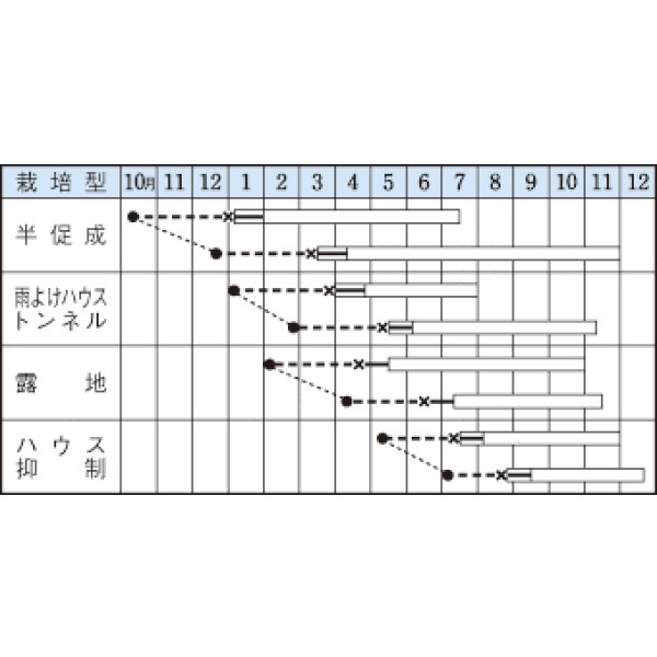 画像3: [ピーマン]　京みどり　65粒　タキイ種苗（株）　DF　 (3)