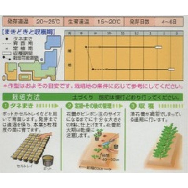 画像2: [ブロッコリー] メガドーム 1.1ml 貴種(コートしてません) タキイ種苗(株) DF (2)