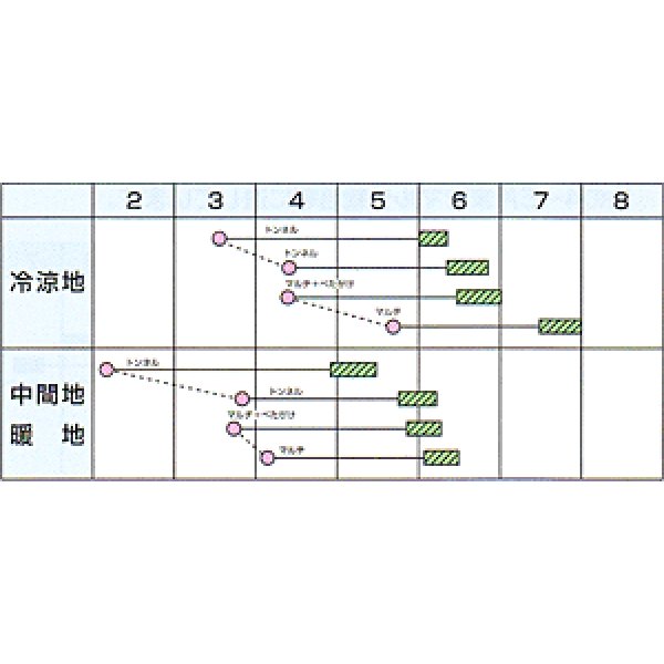 画像2: [大根]　送料無料！　美春　2ｄｌ　カネコ種苗 (2)