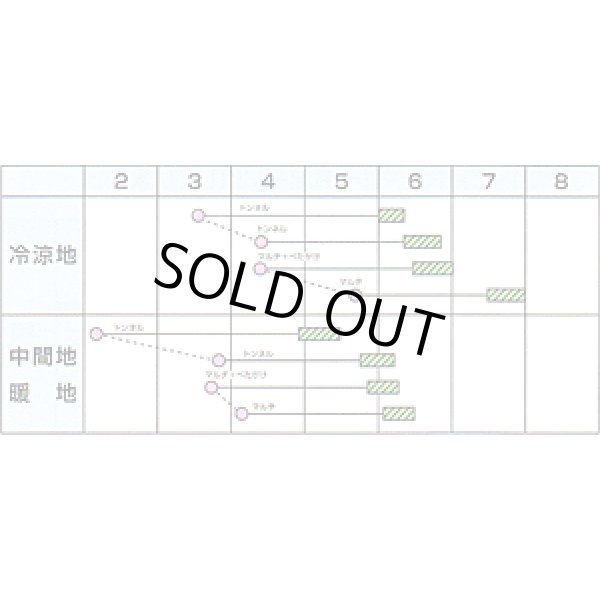 画像2: [大根]　美春　ペレット種子5000粒　カネコ種苗（株） (2)