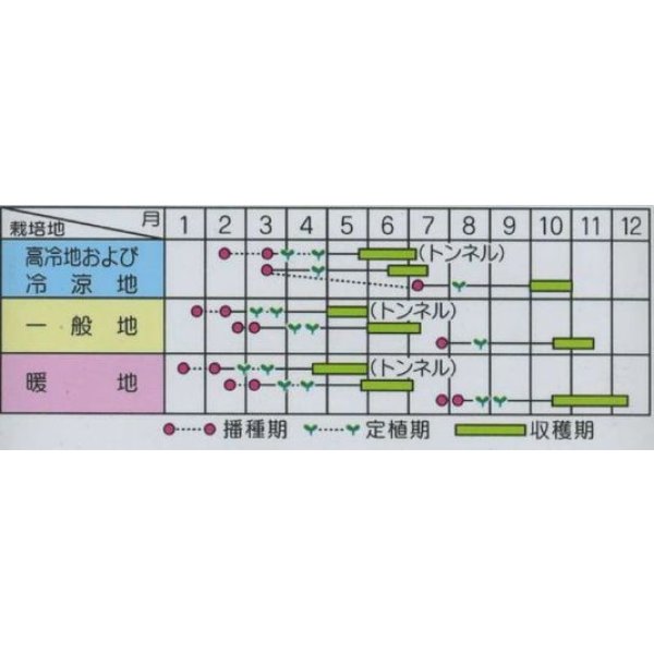 画像2: 送料無料　[キャベツ]　みさき　20ml　（株）サカタのタネ (2)