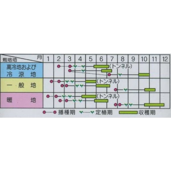 画像2: [キャベツ]　みさき　約75粒　サカタ交配　　実咲 (2)