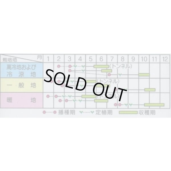 画像2: 送料無料　[キャベツ]　みさき　約75粒　(株)サカタのタネ　実咲450（002917） (2)