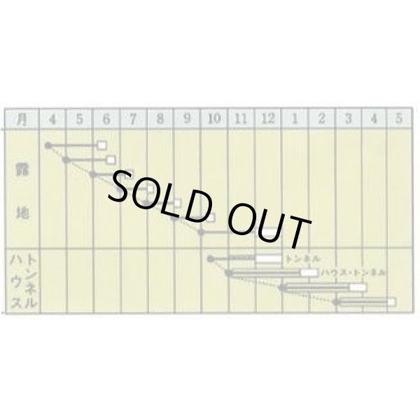画像2: 送料無料　みそめ　2dl　タキイ種苗(株) (2)