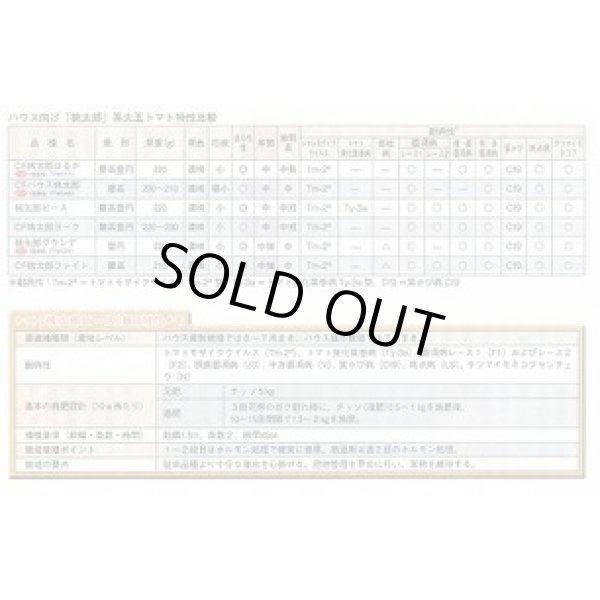 画像4: 送料無料　[トマト/桃太郎系]　桃太郎ピース　ペレット1000粒　タキイ種苗（株） (4)