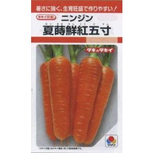 画像: 送料無料　[人参]　夏蒔鮮紅五寸　2dl　タキイ種苗