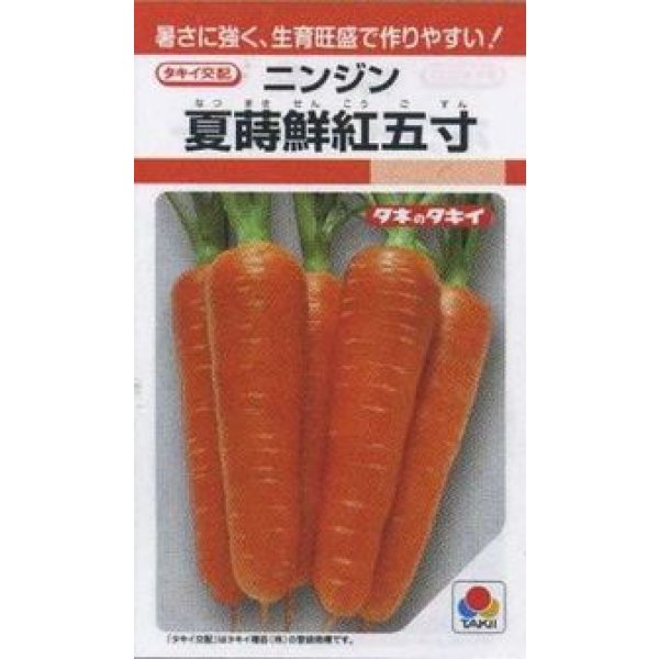 画像1: 送料無料　[人参]　夏蒔鮮紅五寸　2dl　タキイ種苗 (1)