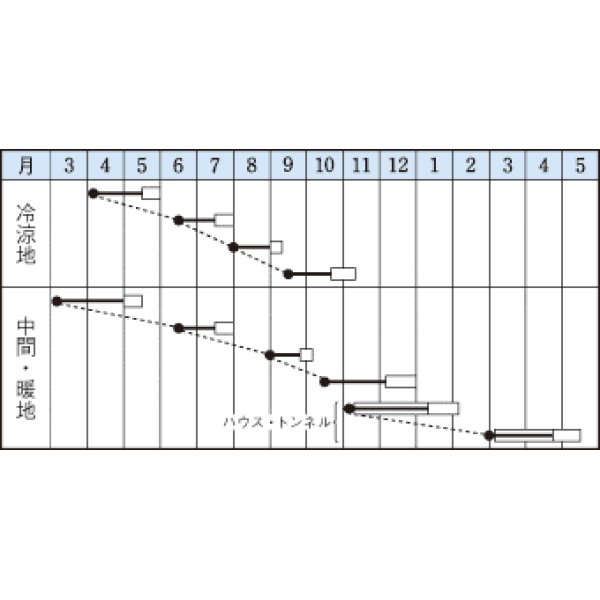 画像2: [葉物]　べんり菜　20ｍｌ　タキイ種苗（株） (2)