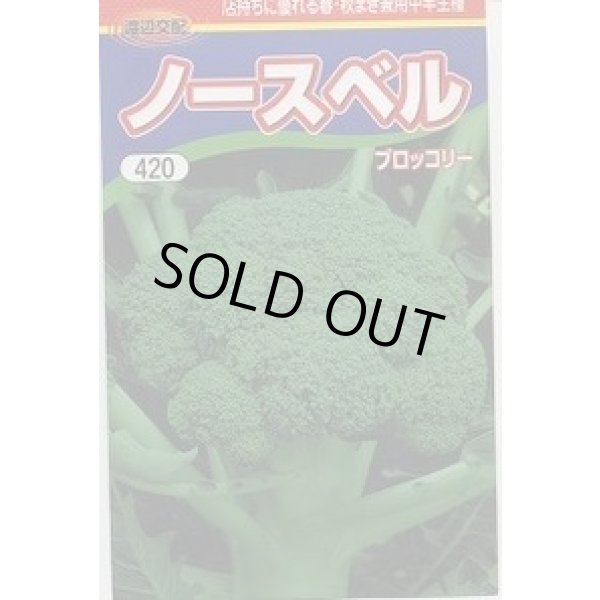 画像1: 送料無料　[ブロッコリー]　ノースベル　60粒　渡辺農事（株） (1)