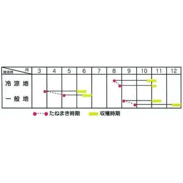 画像2: 送料無料　野沢菜　4.5ml　タキイ種苗　MF (2)