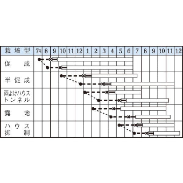 画像2: 送料無料　[ピーマン]　ニューエース　60粒　タキイ種苗(株)　DF (2)