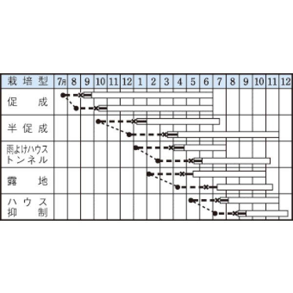 画像2: [ピーマン]　ニューエース　60粒　タキイ種苗（株）　DF　 (2)