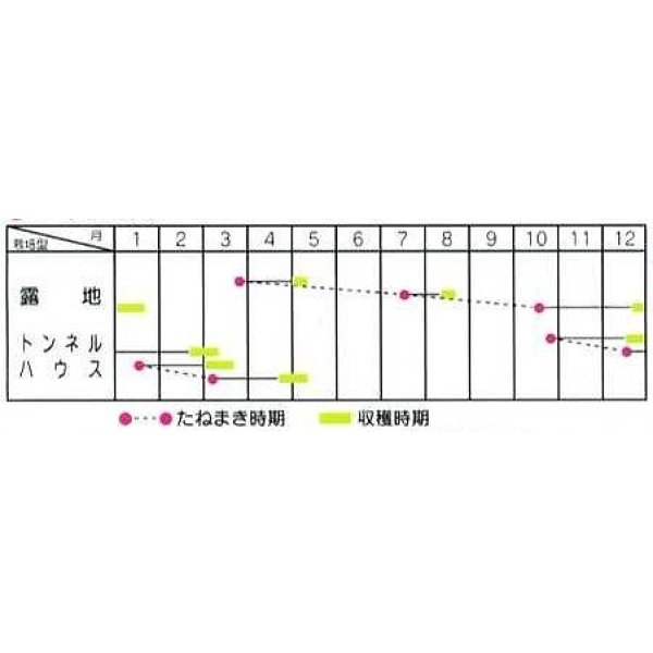 画像2: [葉物]　ルッコラ　オデッセイ　ロケット　1ｄｌ　サカタのタネ（株） (2)