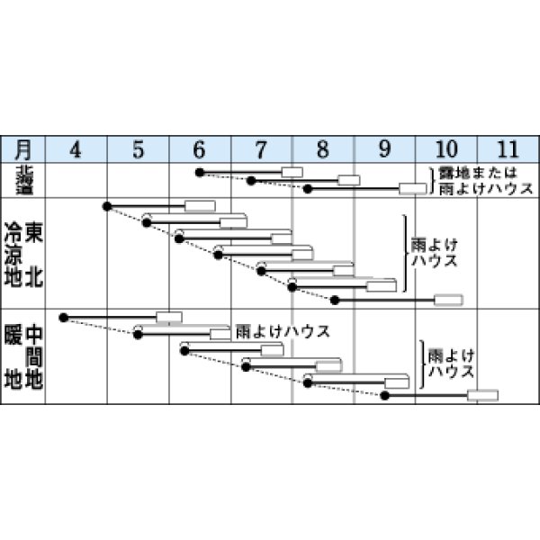 画像3: [ほうれんそう]　おかめ　１ｄｌ (3)