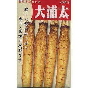 画像: [牛蒡]　送料無料！　大浦太　1L　渡辺農事