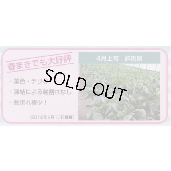 画像4: [ほうれんそう]　プログレス　種子サイズ：L　2万粒　（株）サカタのタネ (4)