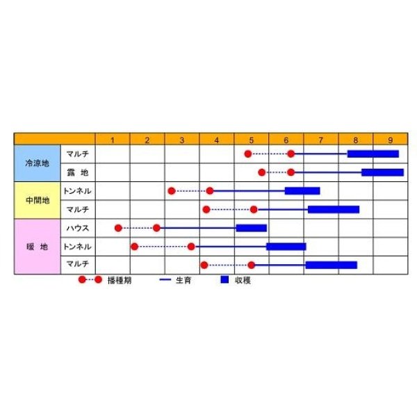 画像4: [とうもろこし]　ロイシーコーン　(株)　2000粒　渡辺農事 (4)