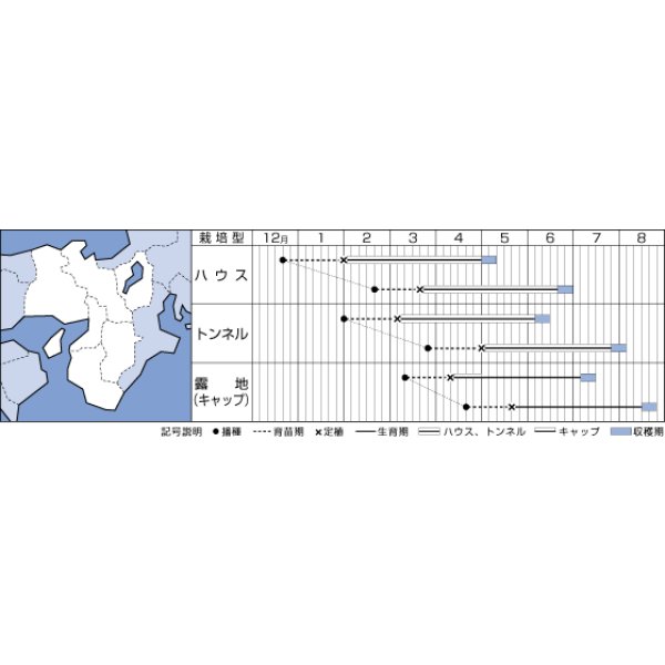 画像2: 送料無料 [かぼちゃ] ロロン 100粒 タキイ種苗(株) (2)