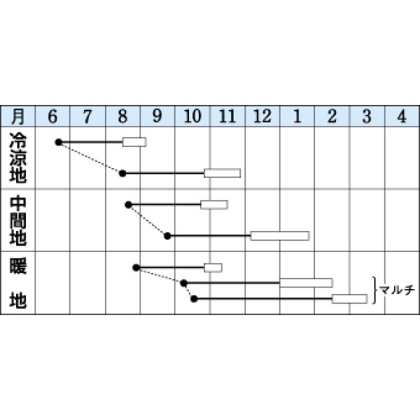 画像2: [大根] 緑輝 16ml タキイ種苗(株) DF (2)