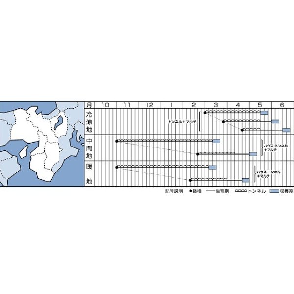 画像3: 送料無料　[大根]　桜風　3.5ml　タキイ種苗(株)　DF (3)