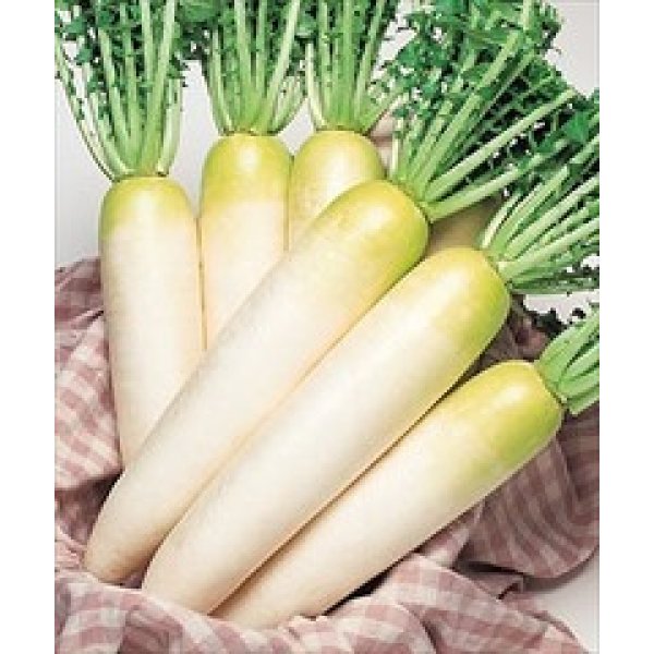 画像2: 送料無料　[大根]　桜風　3.5ml　タキイ種苗(株)　DF (2)