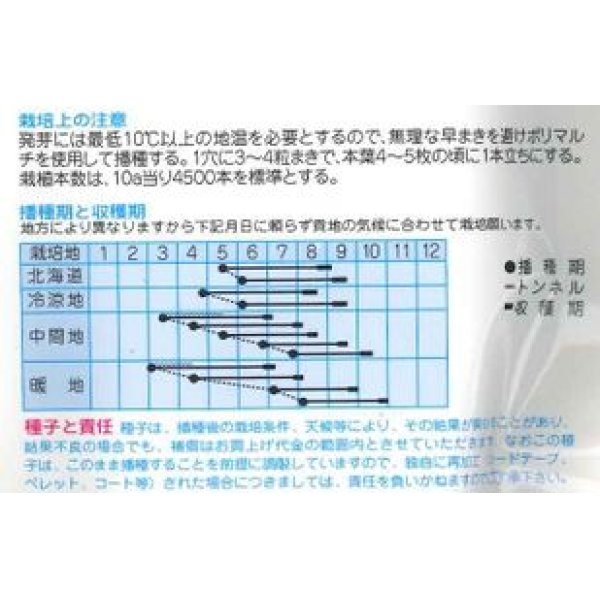 画像2: [とうもろこし]　　サマーテイストＥＸ 　　200粒　（株）タカヤマシード (2)