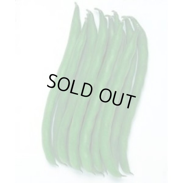 画像2: [いんげん]　さつきみどり2号　1L　タキイ種苗 (2)