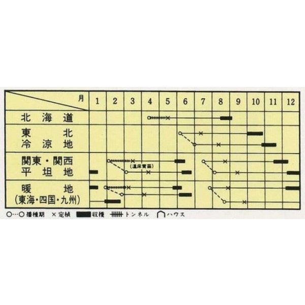 画像2: 送料無料　[ブロッコリー]　しげもり　20ml　ヴィルモランみかど（株） (2)