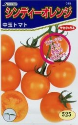 画像: [トマト/中玉トマト]　シンディーオレンジ　1000粒　(株)サカタのタネ