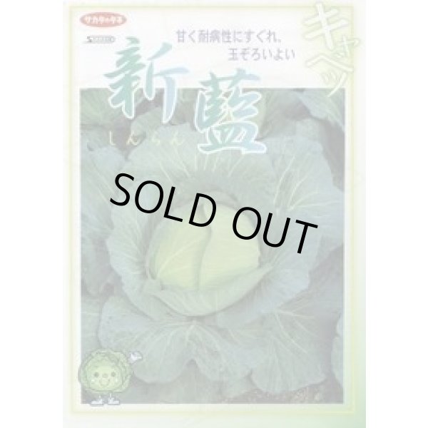 画像2: 送料無料 [キャベツ] 新藍 ペレット種子5千粒 （株）サカタのタネ (2)