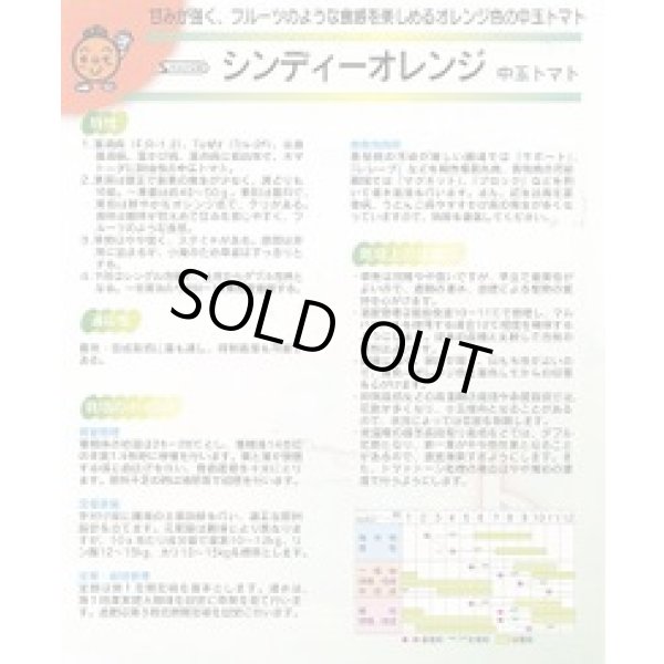 画像2: 送料無料　[トマト/中玉トマト]　シンディーオレンジ　13粒　(株)サカタのタネ　実咲550  （002817） (2)
