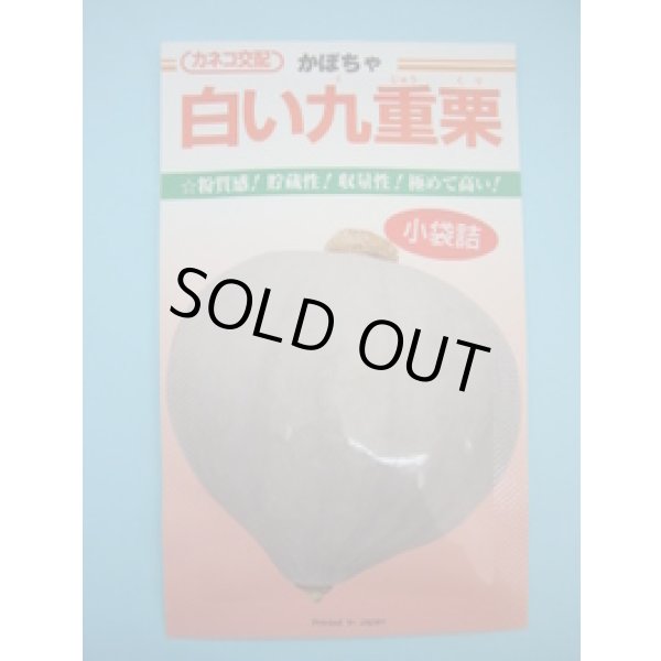 画像1: 送料無料　[かぼちゃ]　白い九重栗　9粒　カネコ種苗（株） (1)