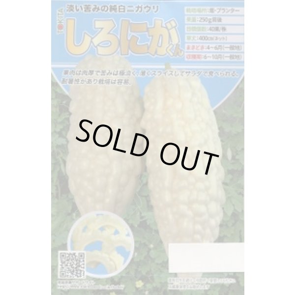 画像1: 送料無料　[ゴーヤ]　しろにがくん　7粒　トキタ種苗(株) (1)