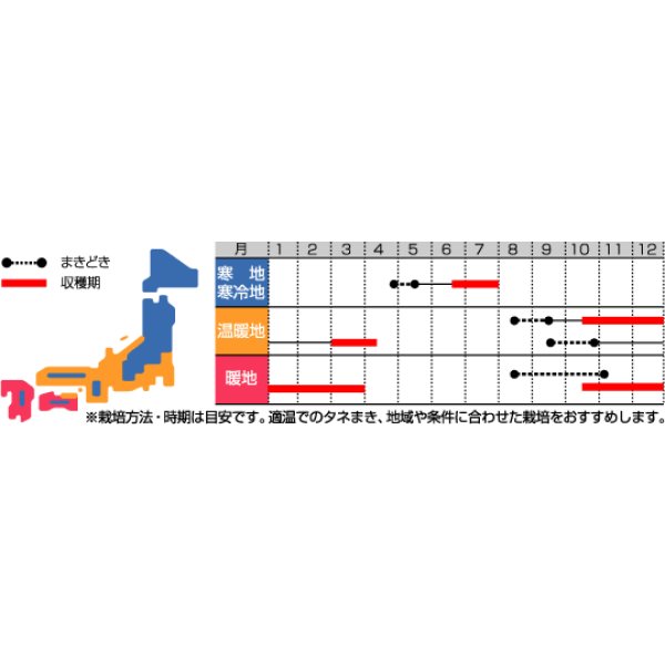 画像3: 送料無料　はなな　早陽一号　20ml　（株）サカタのタネ (3)