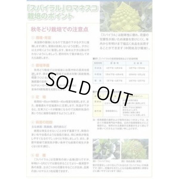 画像3: 送料無料　[カリフラワー]　スパイラル　1000粒（コートしてません。）　渡辺農事（株） (3)