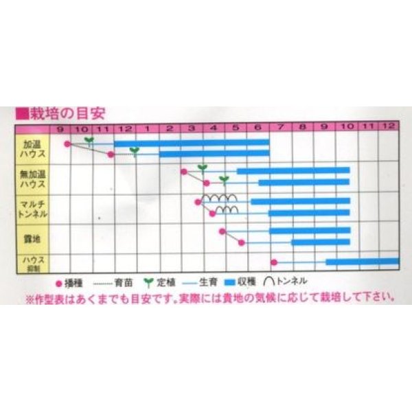 画像2: [オクラ]　スターエンゼル　1000粒　渡辺交配 (2)