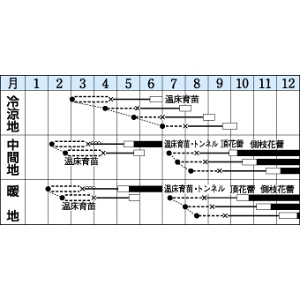 画像2: 送料無料　[ブロッコリー]　シャスター　1.3ml　タキイ種苗(株)　DF (2)