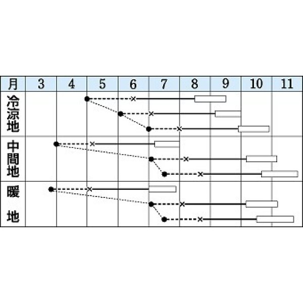 画像2: 送料無料　[キャベツ]　初秋　1.8ml(約200粒)　タキイ種苗(株)　DF (2)